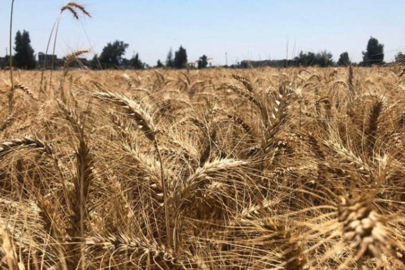 تموين الغربية: توريد 160 الف طن قمح للشون الصوامع حتى الان