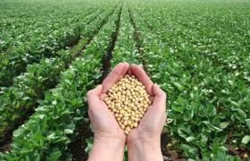 الزراعة: نستهدف إنتاج 100% من تقاوي المحاصيل العام المقبل