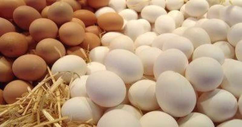 سعر كرتونة البيض بالشركات اليوم السبت 3- 6 - 2023