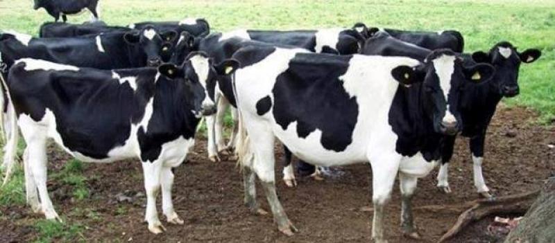 التموين: مصر تستقبل أكثر من 25 ألف رأس ماشية وضخها بالمنافذ بأسعار مناسبة