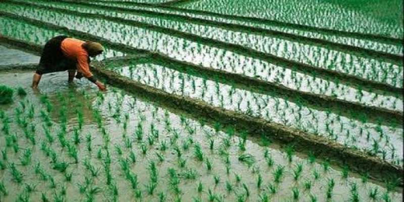 «الزراعة» توضح طريقة تجهيز الأرض فى زراعة الأرز