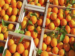 7 إجراءات مشدده على صادرات البرتقال المصري لأوروبا