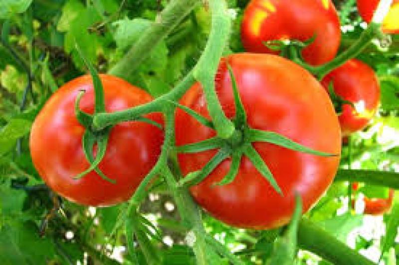 10 خطوات هامة يجب اتباعها عند إعداد الأراضي الرملية لزراعة الطماطم