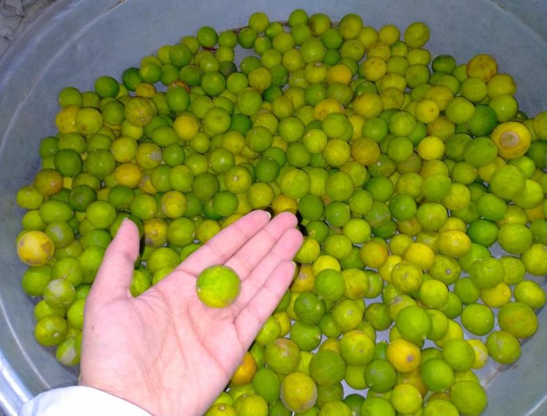 «الخضر والفاكهة» توضح سبب ارتفاع سعر الليمون وصغر حجمه