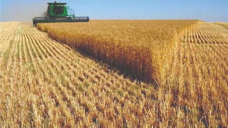 منظمة (الفاو) توضح قائمة أكبر منتجي القمح خلال 2023/2024