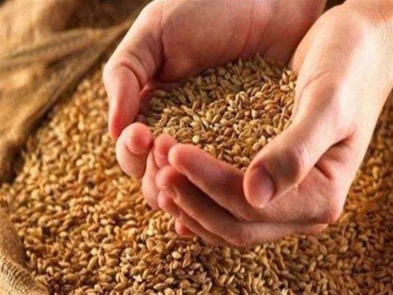 أسعار القمح الروسي ترتفع مع الأسواق العالمية