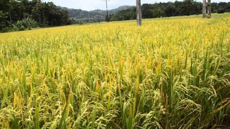 الزراعة توضح كيفية علاج اصفرار واحمرار أطراف أوراق الأرز
