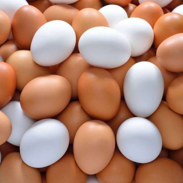الغرفة التجارية: أسعار البيض تشهد انخفاضا في الأسعار نتيجة تراجع أسعار الأعلاف