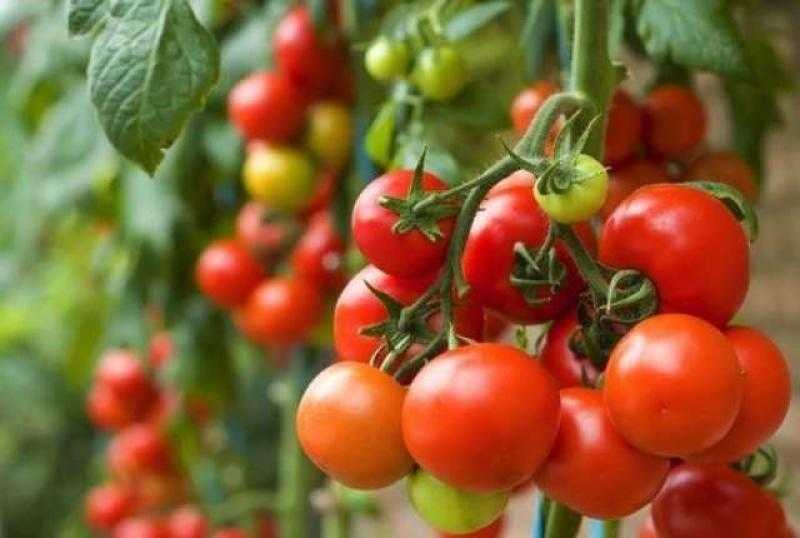 الأمطار تدمر محاصيل الطماطم في الهند.. والأسعار ترتفع 400%