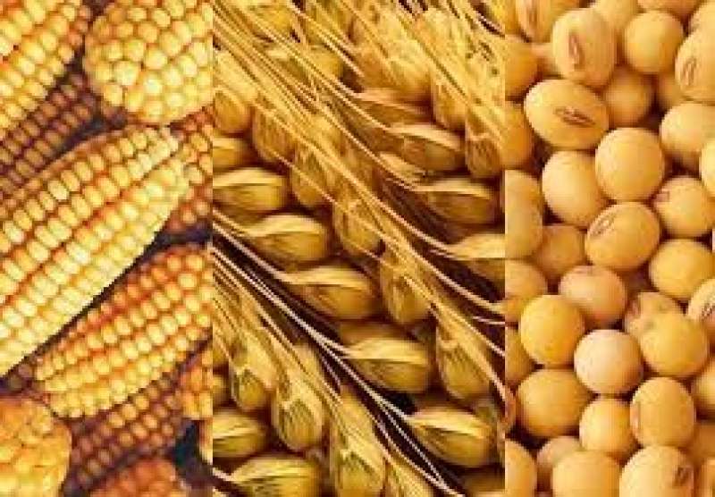 الزراعة الأمريكية ترفع تقديرات مخزون الذرة والقمح والصويا موسم 2023/2024