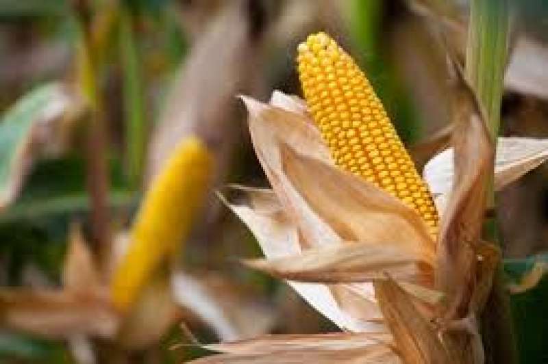 الزراعة الأمريكية ترفع توقعاتها لمحصول الذرة الأوكراني بموسم 2023/2024