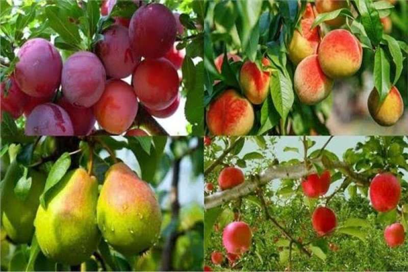 الزراعة: توصيات هامة لمزارعى الفواكهة المتساقطة بنهاية يوليو