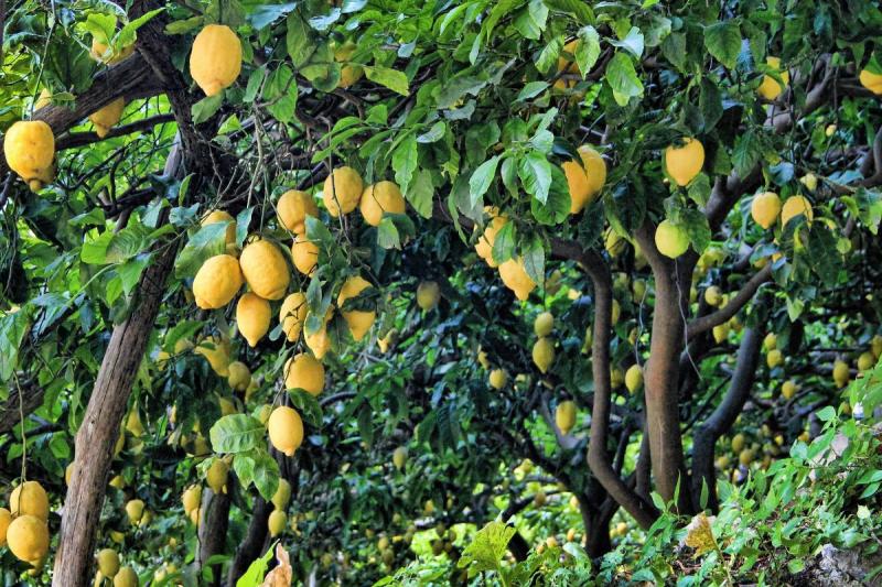 قواعد واشتراطات التحميل على الليمون لتحقيق أفضل جودة وأعلى إنتاج