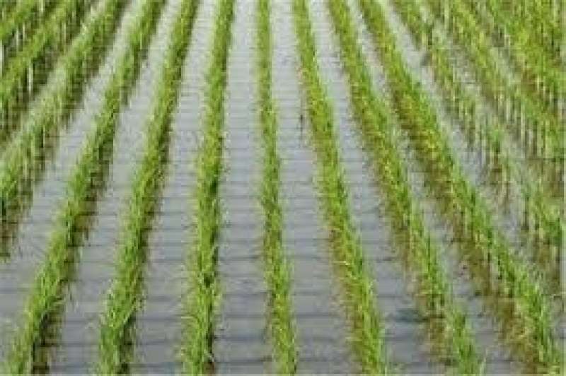 في ظل الحرارة الشديدة.. الزراعة توضح أخطر الأمراض التي تصيب الأرز وكيفية مكافحتها