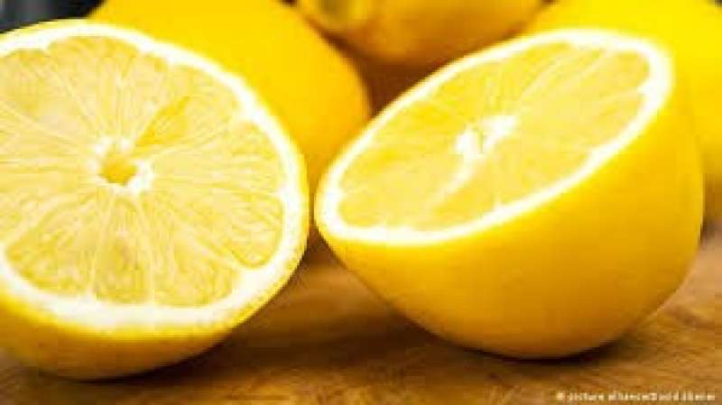 التوقيت الأمثل لزراعة الليمون شتلات.. وموعد عملية التصويم