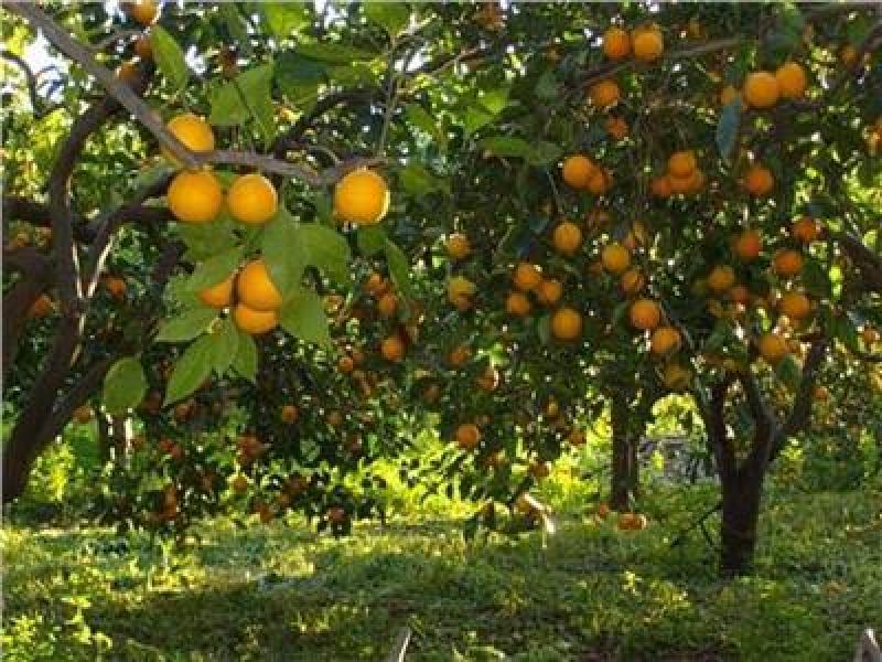 أهم 7 نصائح لحماية ثمار الموالح من الموجة الحارة.. تعرف عليها