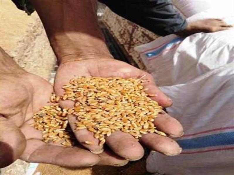 «الزراعة» تعلن أسعار تقاوي القمح للموسم الجديد