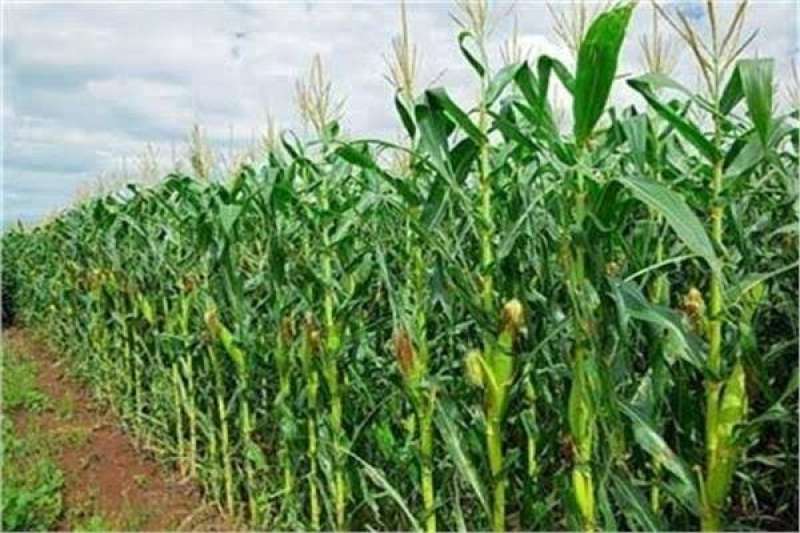 3 نصائح هامة للحفاظ على محصول الذرة الرفيعة خلال أغسطس