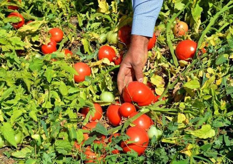 اسباب ارتفاع نسبة الفاقد بمحصول الطماطم.. وما هى طريقة الجمع الصحيحة؟