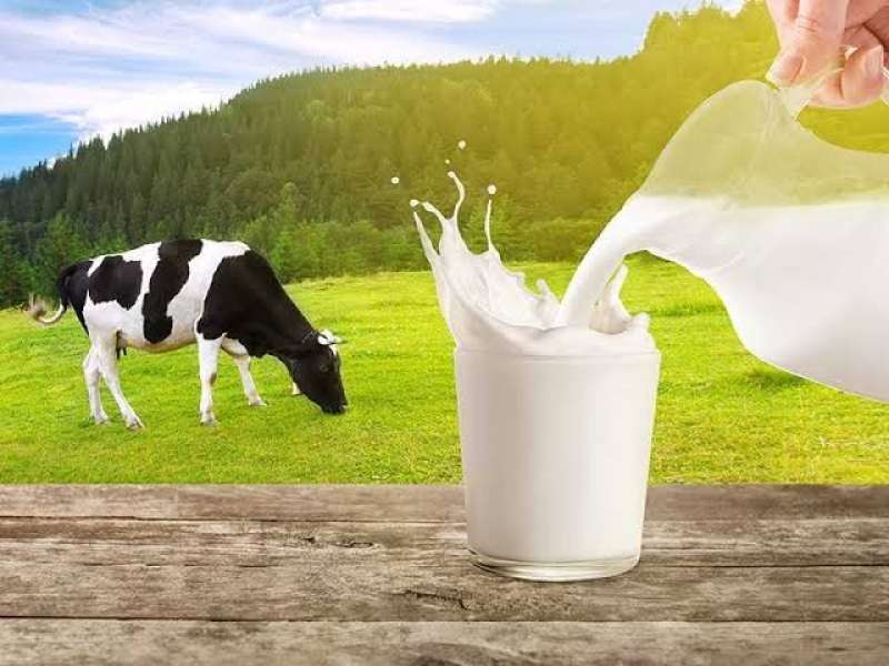 أكثر الدول إنتاجاً لحليب الأبقار في العالم