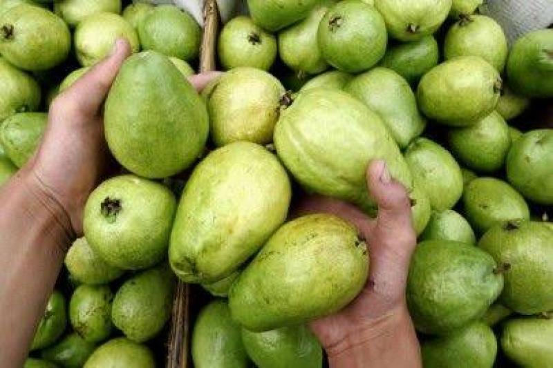 محصول الجوافة