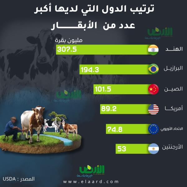 تعرف على أكبر الدول في عدد الأبقار خلال 2023