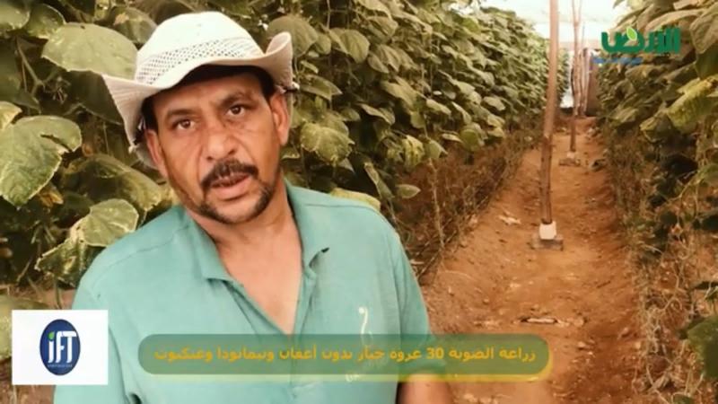 مزارع مصري يحقق رقمًا قياسيًا في عمر صوب الخيار .. 200 يوم إنتاج