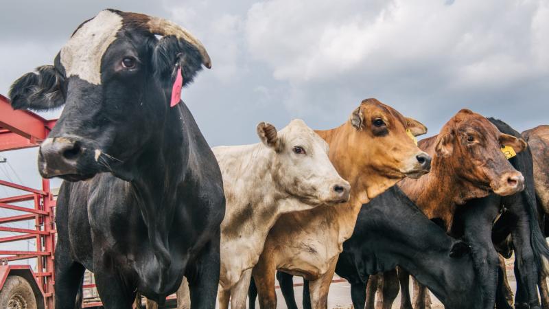 أزمة مميتة تهدد أبقار العالم.. حقيقة إنقراض الماشية بفعل تغير المناخ