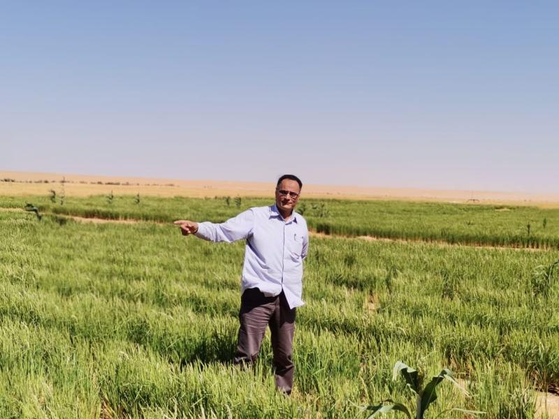 زراعة الأرز في الصحراء الغربية وتحقيق انتاجية مرتفعة.. صور