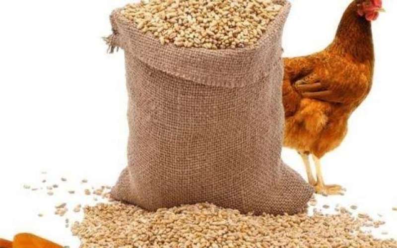 زيادة طفيفة للردة.. أسعار الأعلاف وخاماتها في الأسواق اليوم الثلاثاء 12 - 9- 2023