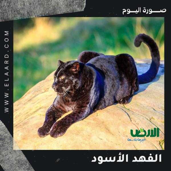 معلومات عن الفهد الاسود وأماكن تواجده