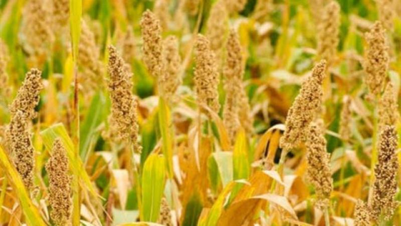 4 خطوات هامة لمزارعى الذرة الرفيعة خلال سبتمبر