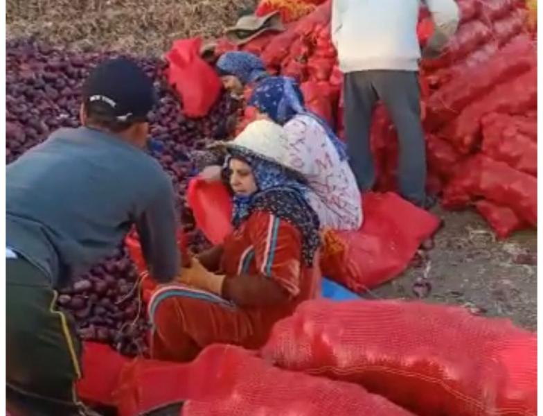 أعمال فرز البصل وتجهيزه للتصدير في مدينة الكردي ـ دقهلية