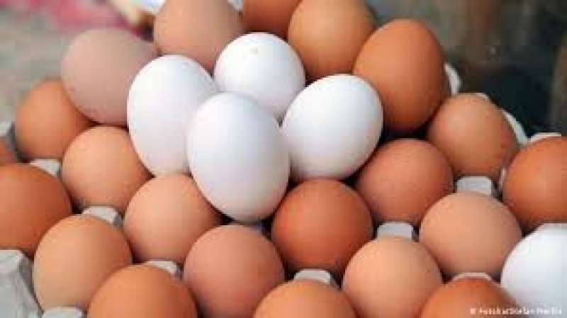 ثبات سعر طبق البيض بالمزارع والشركات اليوم الثلاثاء 19 - 9 - 2023