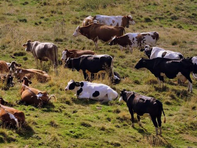 أضرار الماشية على البيئة 