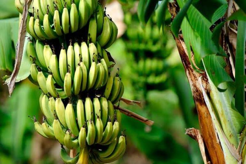 تعرف على اشتراطات جمع وحصاد محصول الموز وأبرز المحاذير