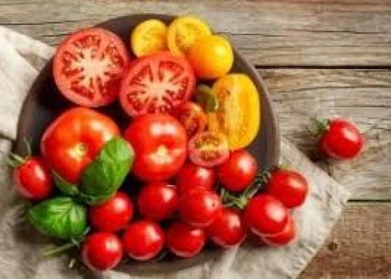 هل تستطيع المبيدات العضوية أن تكون بديلا جيداً لمكافحة افات الطماطم؟