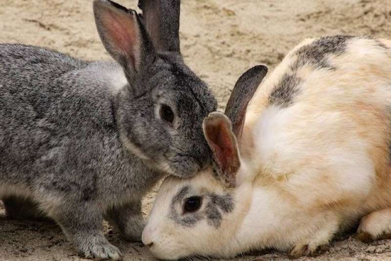 دراسة تكشف دور طلحب الاسبيرولينا في تحسين أداء الأرانب