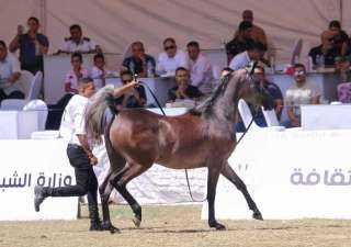 بدء مراسم الاحتفال بمهرجان الخيول العربية بالشرقية