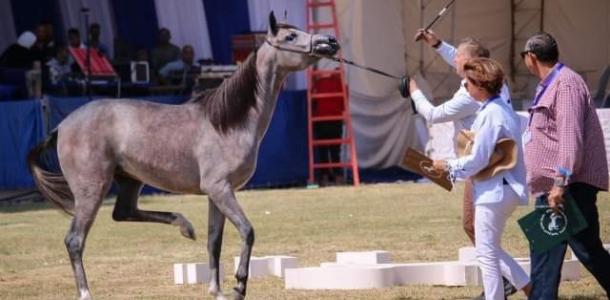 تعرف على أجمل المُهرات الفائزات في مهرجان الخيول العربية الأصيلة