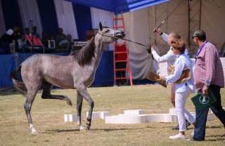 تعرف على أجمل المُهرات الفائزات في مهرجان الخيول العربية الأصيلة