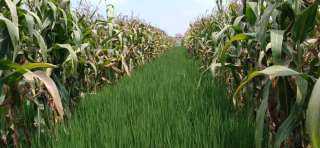 نجاح تجارب المزارعين لتحميل الأرز على الذرة الشامية والخضر