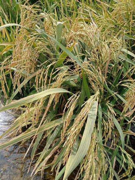هل نجحت زراعة الأرز البسمتي في مصر؟ تعرف على الإجابة؟