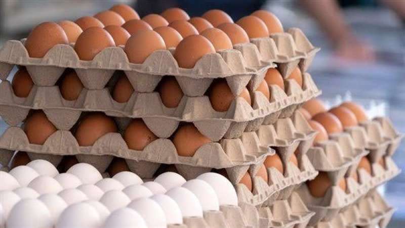 سعر كرتونة البيض بالبورصة اليوم الخميس 5 - 10 - 2023