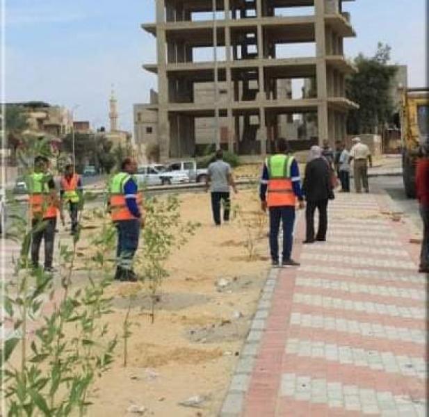 حماية البيئة تزرع شتلات زيتون بمدينة العريش
