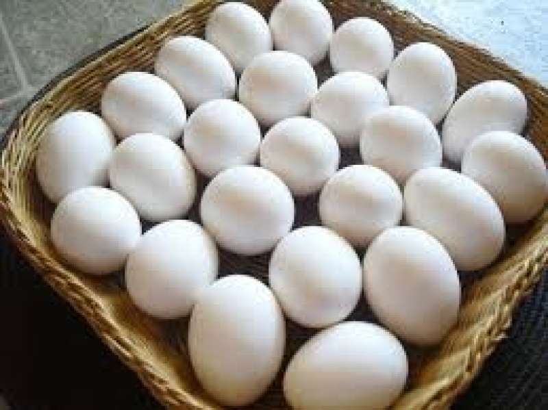 ثبات سعر كرتونة البيض في البورصة والمزارع اليوم الأحد 8 - 10 - 2023