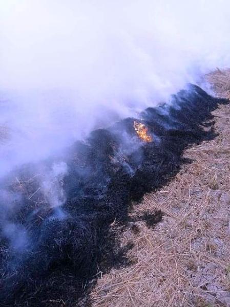 شؤون البيئة بالشرقية يحرر 56 محضر حرق قش أرز