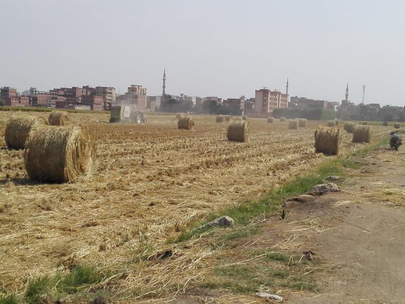 «الزراعة» تتابع منظومة جمع وتدوير «قش الأرز» في الشرقية