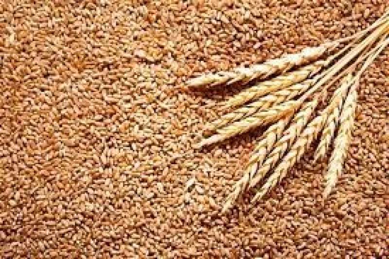 أفضل أصناف القمح في مصر طبقاً لكل منطقة