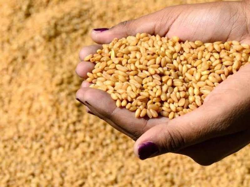 ارتفاع واردات مصر من القمح في أول 9 أشهر من 2023.. انفوجراف